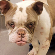 Shelter Dog With Prolapsed Rectum And Protruding Eyelid Glands Needs Your Help To Heal