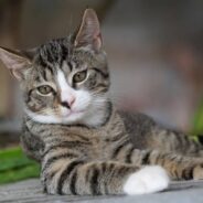 Stray Kitten Chomps Down on Stranger’s French Fries, Ends Up with a New Home