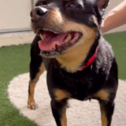 Stressed Senior Dog Seeks Quiet Home After Returning To Shelter Due To Owner’s Failing Health