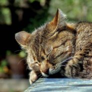 Terrified Cat Goes to Foster Home After Her Human Dies, Takes Months to Come Out of Her Shell