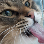 The 1 Thing You Need to Get Your Cat to Drink More!