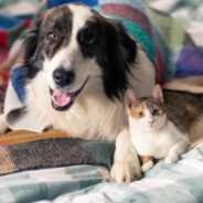 The Most Common Endocrine Diseases in Dogs and Cats – Part 1