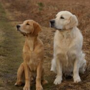 They’ve Given Birth in The White House, and Other Fun Facts About the Golden Retriever