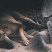 Thousands of Dogs Face Crisis at U.S.-Mexico Border as Migrant Wave Leaves Pets Behind