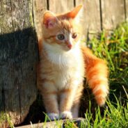 Three Kittens Regularly Show Up in Backyard, One Friendly Male Decides to Move to the House