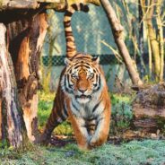 Tigers in Peril As Bangladesh Shifts to Top Consumer in Illegal Trade