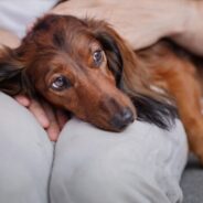 Top 5 Diagnosed Dog Cancers