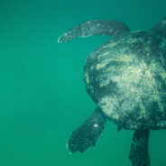 Tragic End for Green Sea Turtle Squirt Linked to Massive Decline of Marine Species