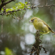 US Fish and Wildlife Service Announces Extinction of 21 Species