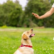 Using Positive Reinforcement to Help Reactive Dogs