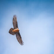 Vanishing from the Skies, Africa’s Iconic Birds of Prey on the Verge of Disappearance