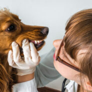 When Your Dog or Cat Needs a Tooth Extracted