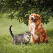 Why Dogs and Cats Need Magnesium