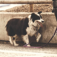 Why You Should Clean Up After Your Pet During International Pooper Scooper Week And All Throughout The Year