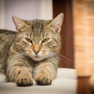 Woman Fixated On One Cat at Shelter Hears a Meow From Elsewhere That Immediately Captures Her Heart