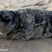 Woman Rescues Seal Entangled In Fishing Net “Begging For Help” On Beach