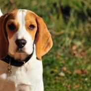 Woman Wants to Adopt Guard Dog, Ends Up with Sweet Tripod Beagle