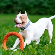 10 Best Dog Toys for Pit Bulls in 2024 – Reviews & Top Picks