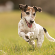 10 ways that ashwagandha can help your dog