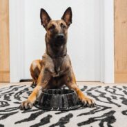 11 Best Dog Foods for Belgian Malinois in 2024 – Reviews & Top Picks