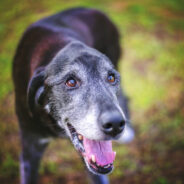 5 Great Reasons for Adopting a Senior Dog