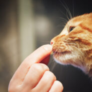 5 Ways to Get Your Cat to Take Supplements or Medications