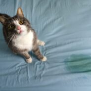 6 Most Common Reasons Cats Pee Outside the Litter Box