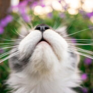 7 Fun Facts About Your Cat’s Nose and Sense of Smell