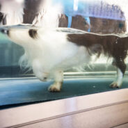 8 Times to Try Hydrotherapy for Dogs