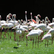 Alaska Airlines Attendant’s Quick Thinking Saves Rare Flamingo Eggs Midair