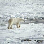 As Ice-Free Periods Lengthen, Polar Bears May Face a Higher Risk of Starvation