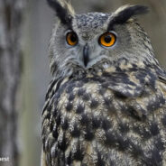 Beloved Owl ‘Flaco’ Dies Suddenly After Spending A Year Flying Free In New York City