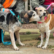 “Canine Lovebirds” Adopted Together After Three Years At North Carolina Shelter