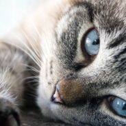 Cat Gets Stuck Under Car, and Woman Trying to Get Her Out is Forced to Leave the Road