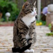 Cat Returned to Shelter After Biting Owner, Then Finds the Accepting Family She Needs