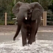 Elephants At San Diego Zoo Have A Blast Playing In Massive Puddles Caused By Torrential Rainfall