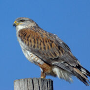 Endangered Hawks on the Brink as Washington’s Largest Wind Farm Threatens Survival