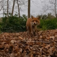 Fox Steals Rescuer’s Phone During Daring Wildlife Operation