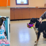 Frisco, 12,000th Pet Transported By Good Flights, Finds A Loving Home In Wisconsin