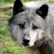 Gray Wolves Face Dire Fate as Protections Vanish, Hunters Close In