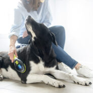 How This Innovative Laser Therapy Tool Resolves Your Dog or Cat’s Pain