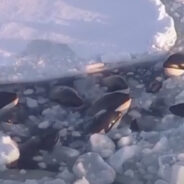 Ice Drift Traps 13 Killer Whales Near Japan, Rescuers Unable To Help