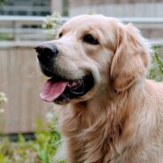 Kitten Arrives in Family’s Home, Annoying Their Serious Dog