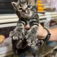 Kitten Named Tuna is a Catch, and He’s Looking to Reel in a Forever Home