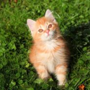 Kitten Runs Up to Picnickers, Steals a Drumstick, and Bolts Away