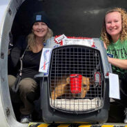 Love At First Flight Touches Down In Wisconsin With Over 70 Shelter Pets Ready To Find Loving Homes