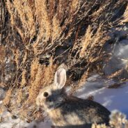 On the Brink of Oblivion, Pygmy Rabbits Fight for Survival