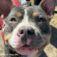 Only Shelter Dog Not Adopted At Florida Event Finally Finds Her Person