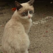 Pet Cat Hauls New Friend Over His Fence, The Duo is Then Inseparable for 12 Years