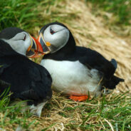 Puffins Far from Home — Cold Weather Birds Visit Florida as Climate Change Redraws Migration Maps